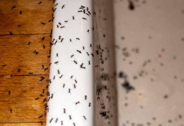 Best Cockroach Control Services  in Arnold, CA